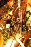 image of crayfish