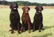 image of curly_coated_retriever