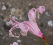 image of flower