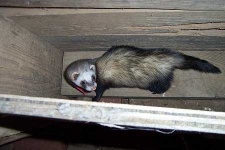 image of black_footed_ferret