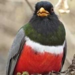 image of bird