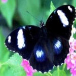 image of eggfly #7