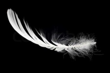 image of feather