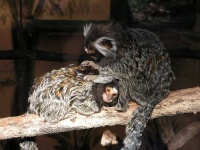image of marmoset