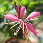 image of flower