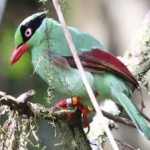 image of bird