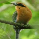 image of bird