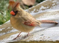 image of cardinal