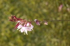 image of flower