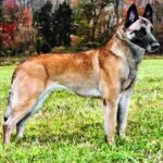 image of animal