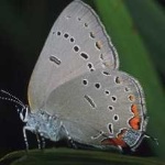 image of animal