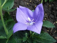 image of flower
