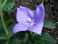 image of balloon_flower #10