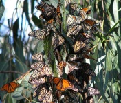 image of monarch