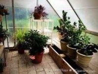 image of house_plant
