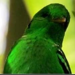image of bird