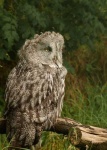 image of great_grey_owl