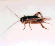 image of cricket