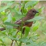 image of bird