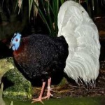 image of bulwers_pheasant #17