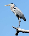 image of heron
