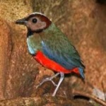 image of red_bellied_pitta #33