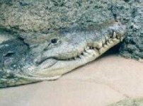 image of animal