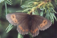 image of ringlet