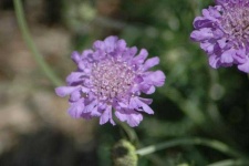 image of flower