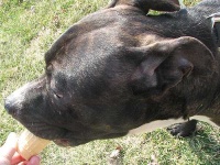image of american_staffordshire_terrier