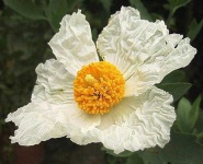 image of flower