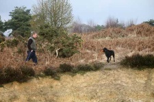 image of curly_coated_retriever