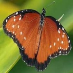 image of animal
