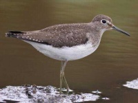 image of sandpiper #16