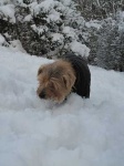 image of norfolk_terrier