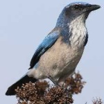 image of bird