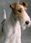 image of wire_haired_fox_terrier