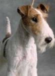 image of wire_haired_fox_terrier #11