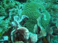 image of coral #31