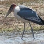 image of bird