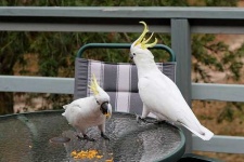 image of sulphur_crested_cockatoo #22