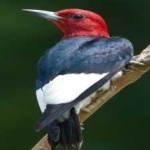 image of red_headed_woodpecker #27