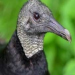 image of bird