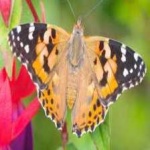 image of animal