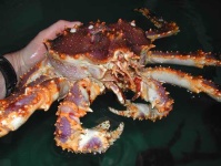 image of king_crab #13