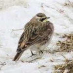 image of bird