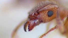 image of animal