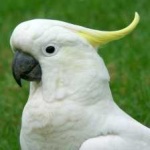 image of bird