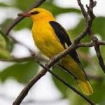 image of bird