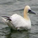 image of bird